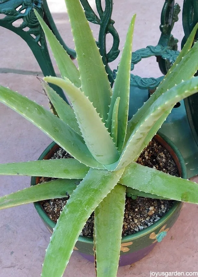 Aloe vera