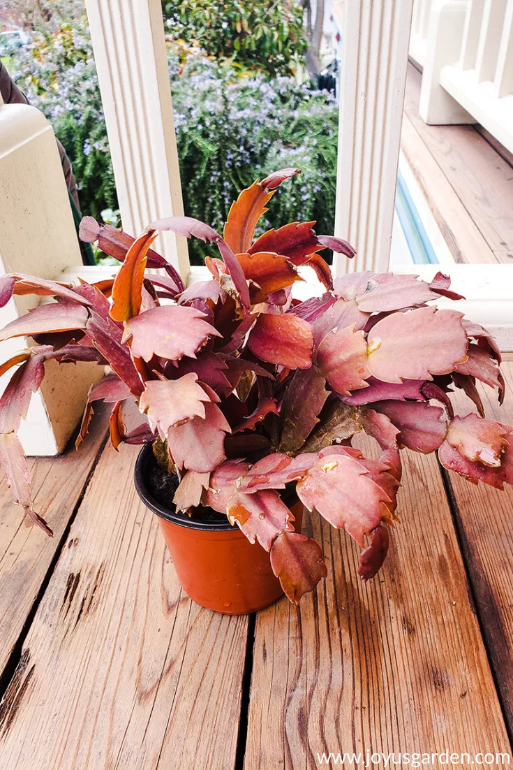 the leaves of a christmas cactus in a small pot have totally turned orange