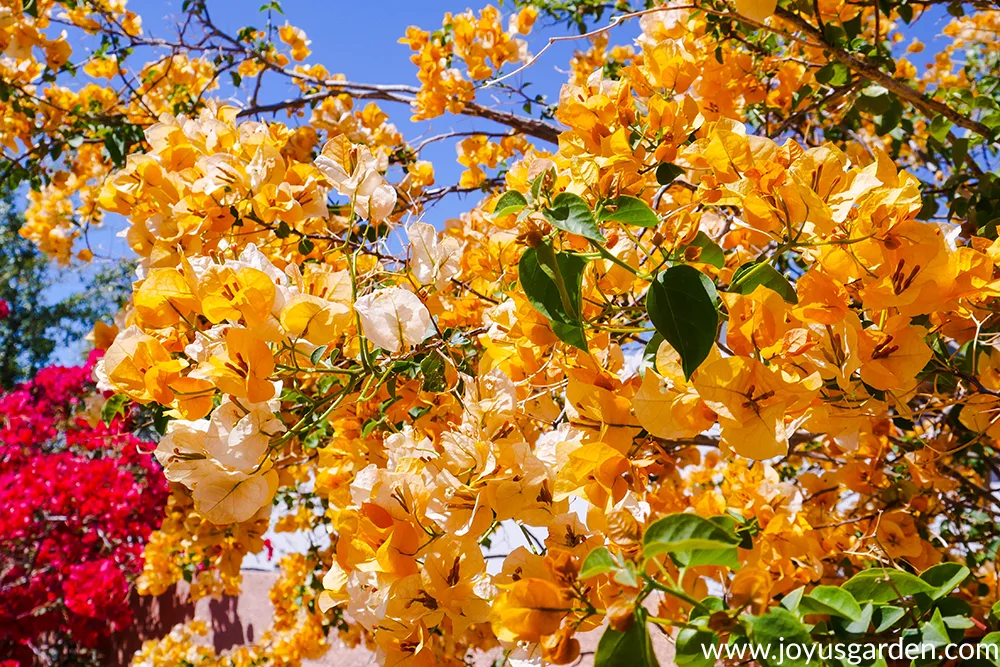 a yellow-gold bougainvillea gold rush in full bloom next to a red bougainvillea against a beautiful blue sky