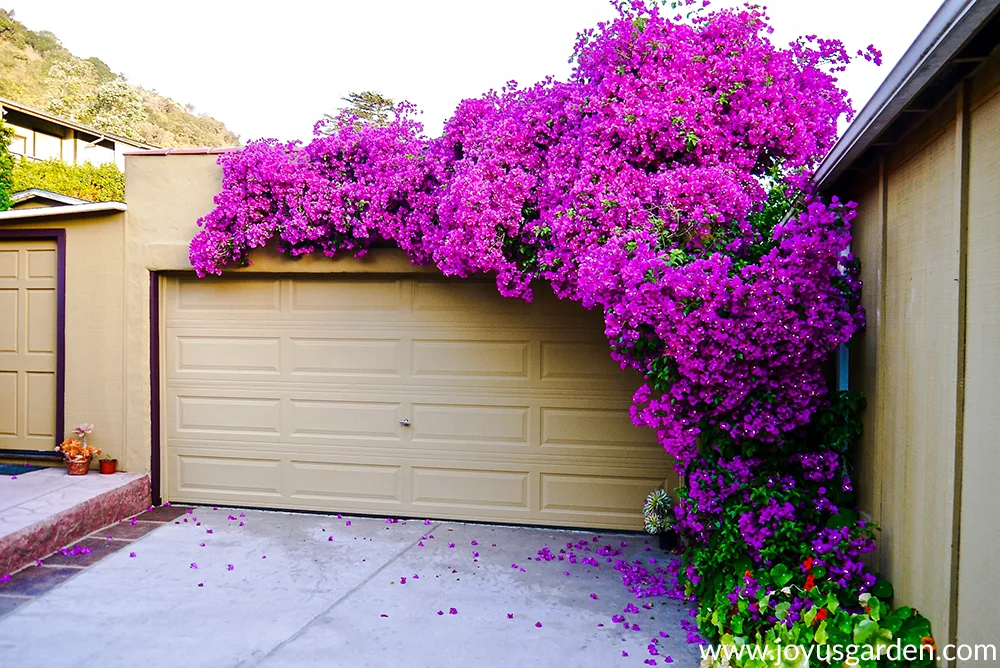 a beautiful magenta-purple bougainvillea glabra in full bloom grows up & over a gold colored garage