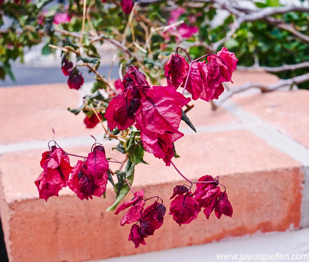 close up of the leaves & flowers of a red-rose bougainvillea that has been hit by freeze