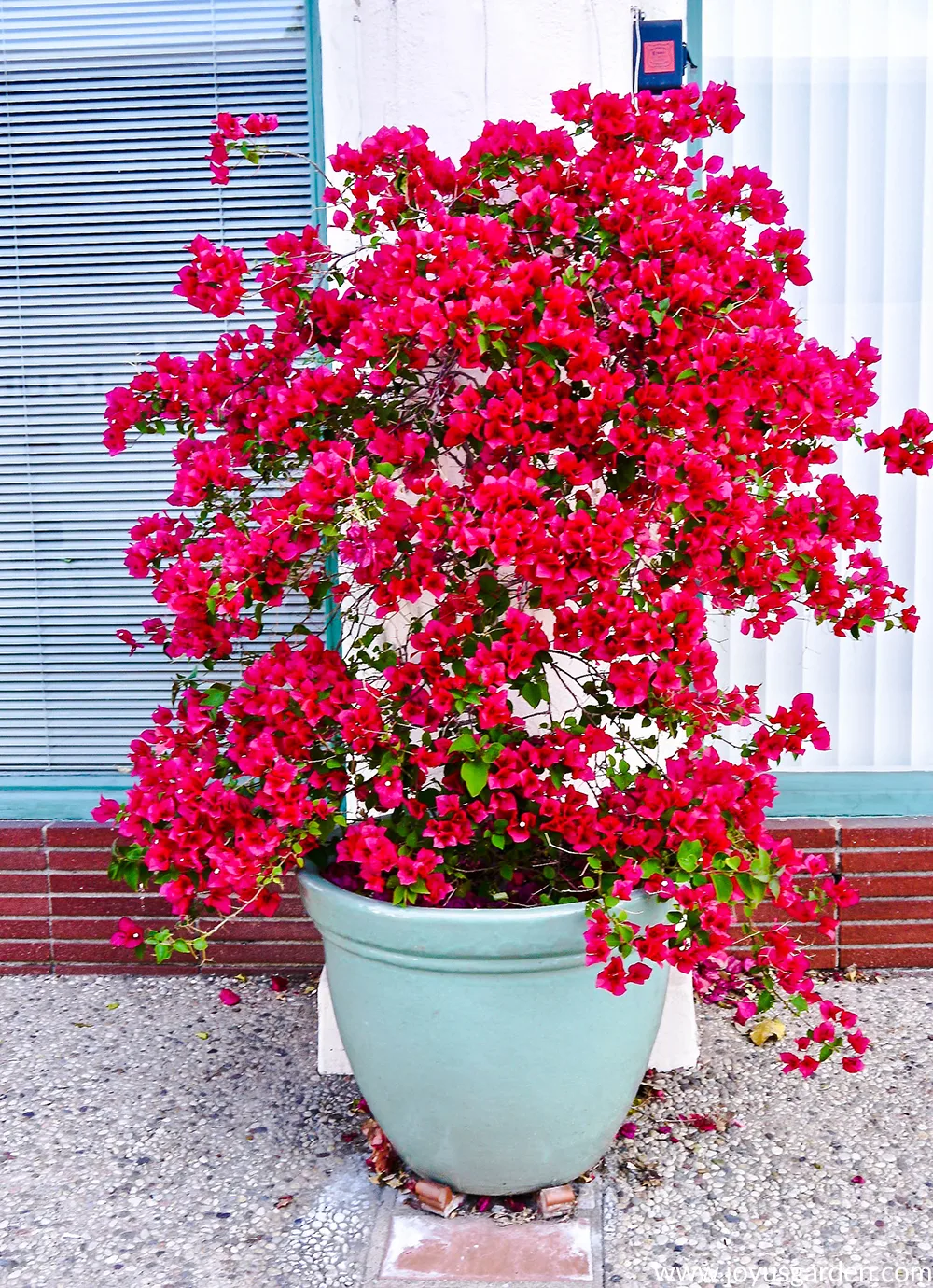 a beautiful rose-red bougainvillea in full bloom grows in a light blue ceramic container