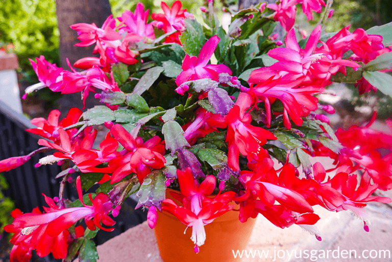 What Causes Christmas Cactus Leaves to Turn Orange?