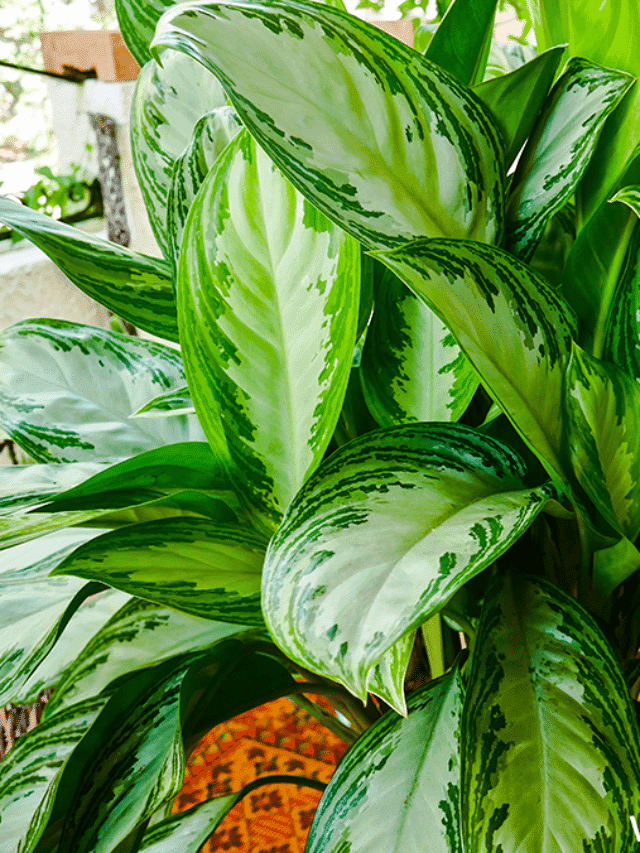 close up of the large leaves of an aglaonema silver bay