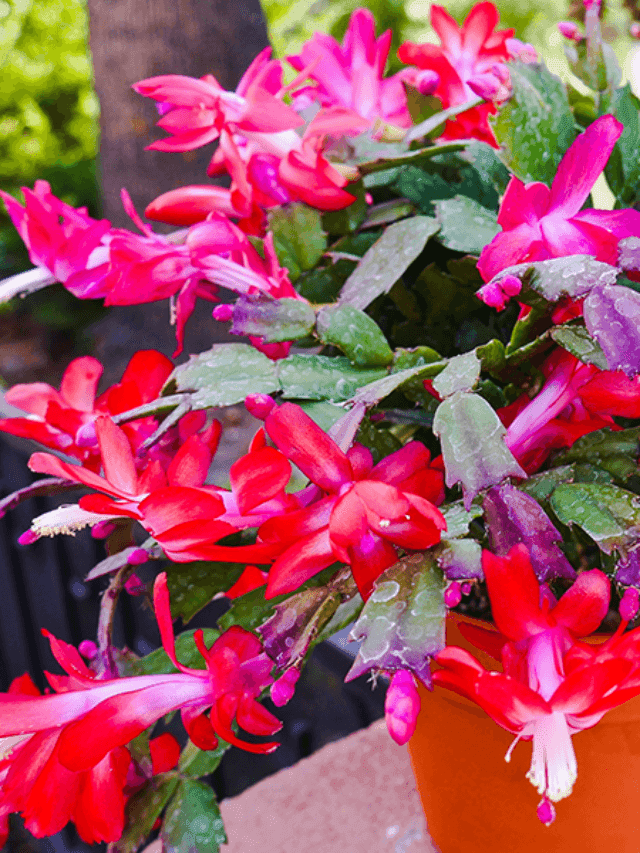 Getting Christmas Cactus To Bloom Again