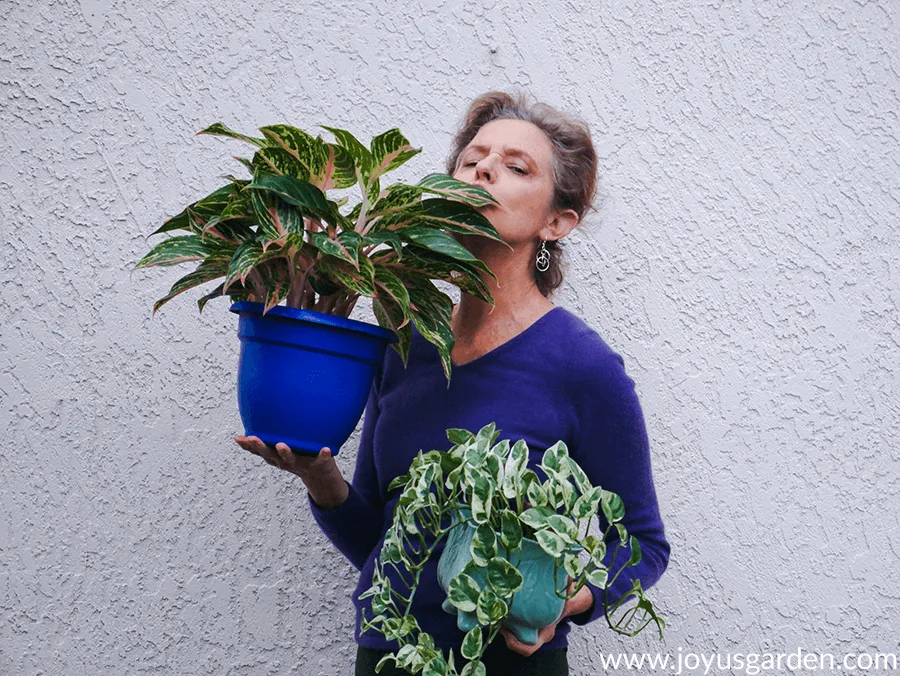 Nell foster of joy us garden holds an aglaonema red & a pothos en joy.