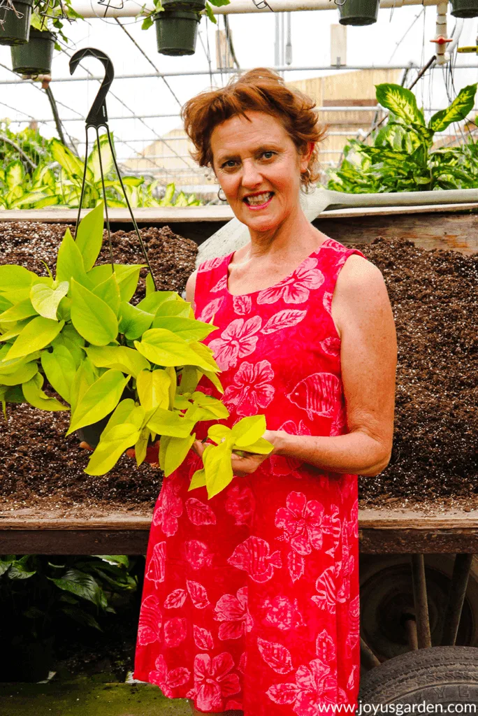 Nell foster of joy us garden holds a chartreuse neon pothos.