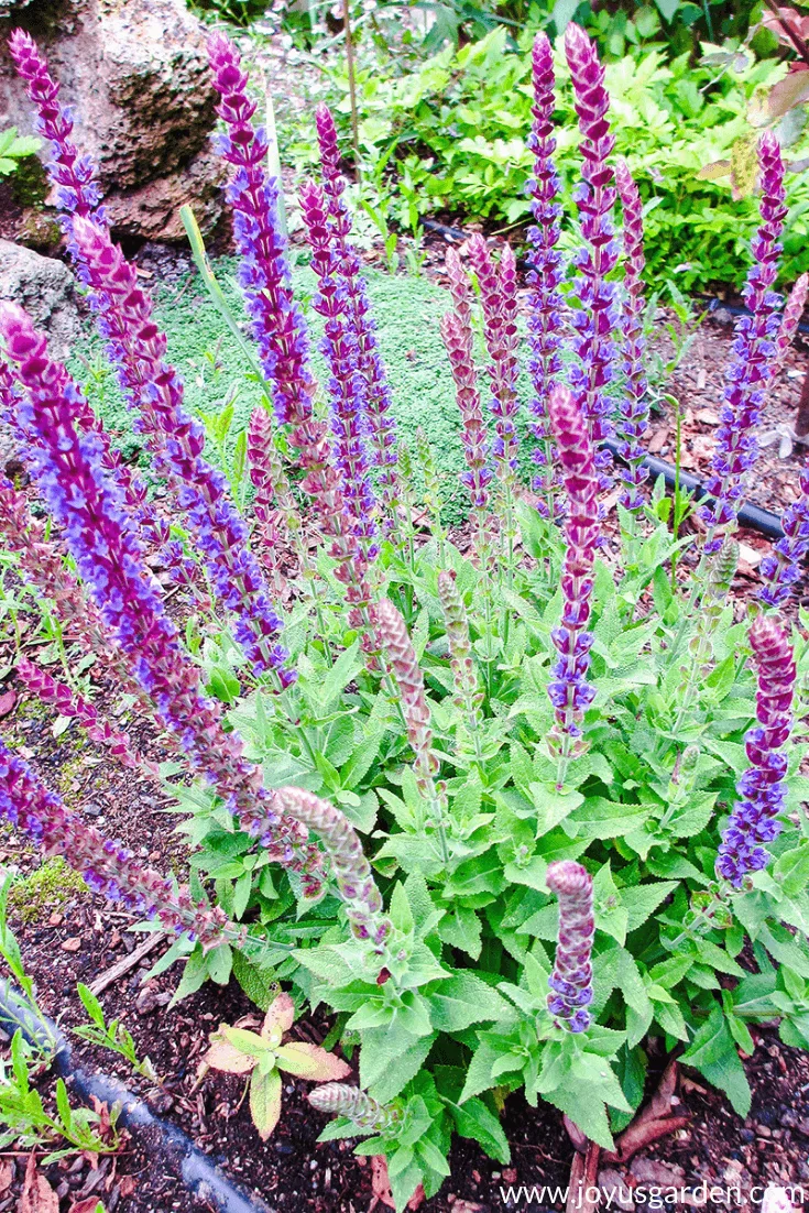 close up of a blue salvia nemarosa woodland sage in full bloom