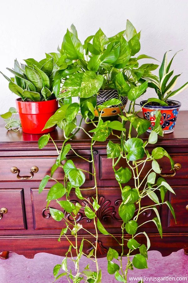 One golden pothos sits in between 2 small snake plants on a table.