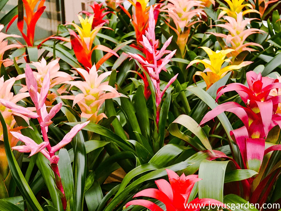 Close up of many colorful guzmania bromeliad flowers.