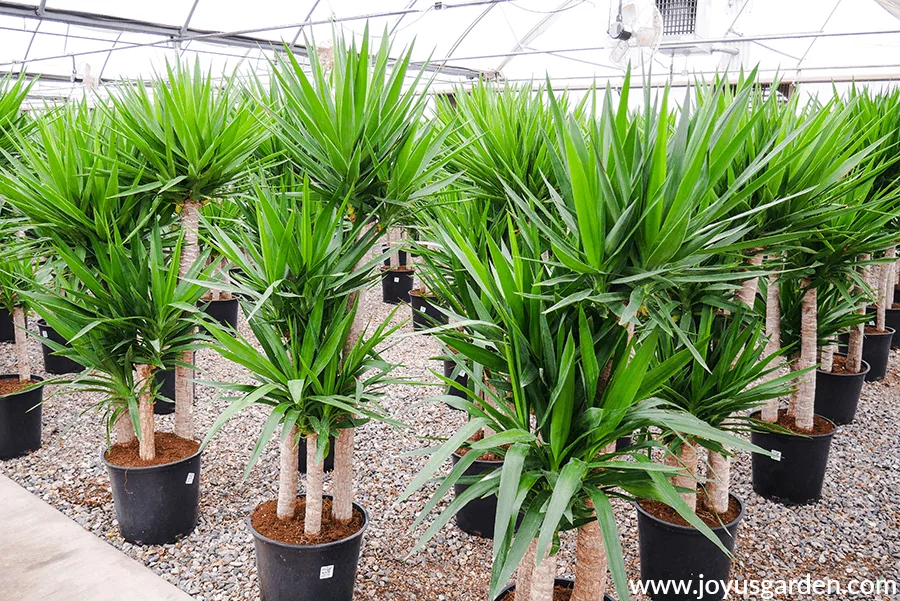 tall spineless yucca plants with multiple trunks grow in a greenhouse