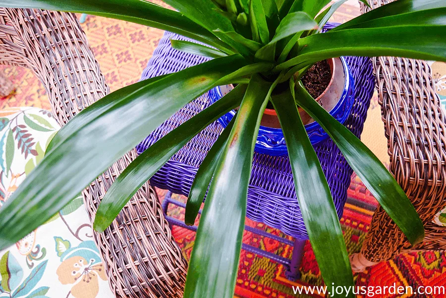 Close up of brown spots on guzmania bromeliad leaves.