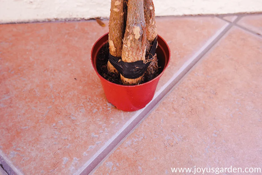 looking inside a small grow pot at the root ball of a money tree