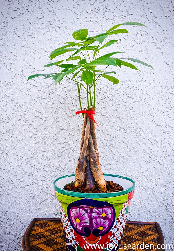 a small money tree tied with a red ribbon at the top sits inside a talavera pot