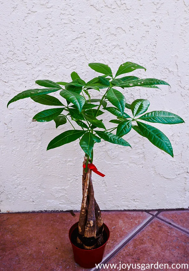 a small money tree (pachira) tied with a red ribbon grows in a small grow pot