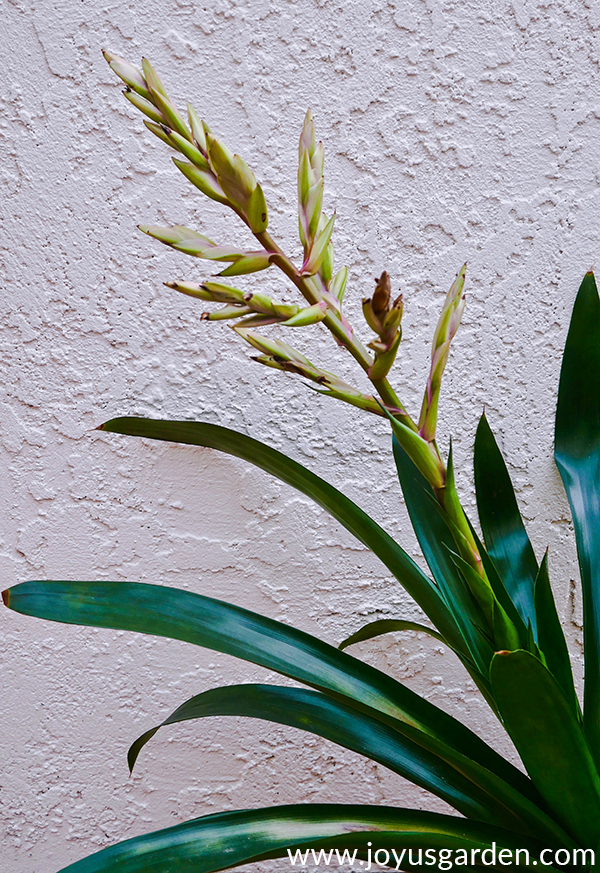 close up of a a bromeliad flower which is loosing its color & the tips are turning brown