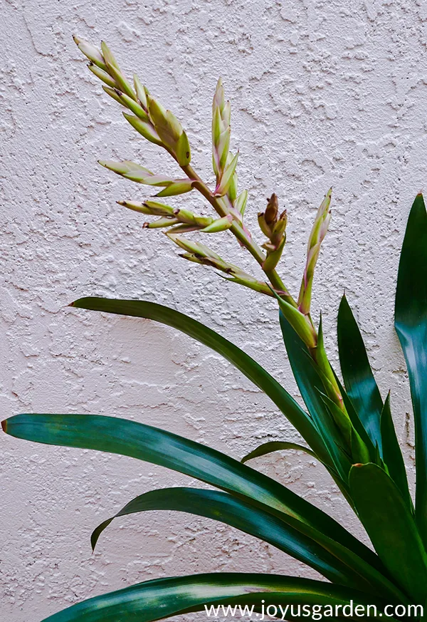 close up of a a bromeliad flower which is loosing its color & the tips are turning brown