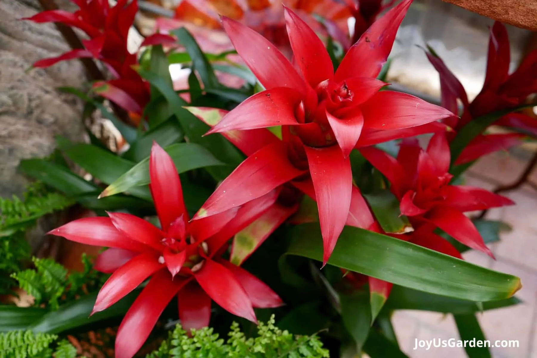 A grouping of red guzmania Bromeliads are growing in a plant nursery. 