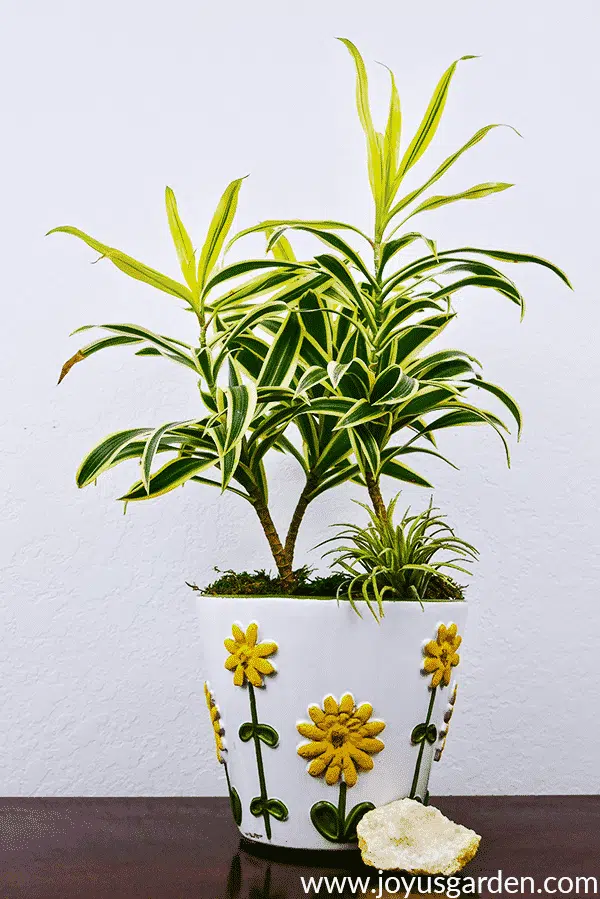 a dracaena song of india plant with chartreuse foliage grows in a white pots decorated with yellow flowers