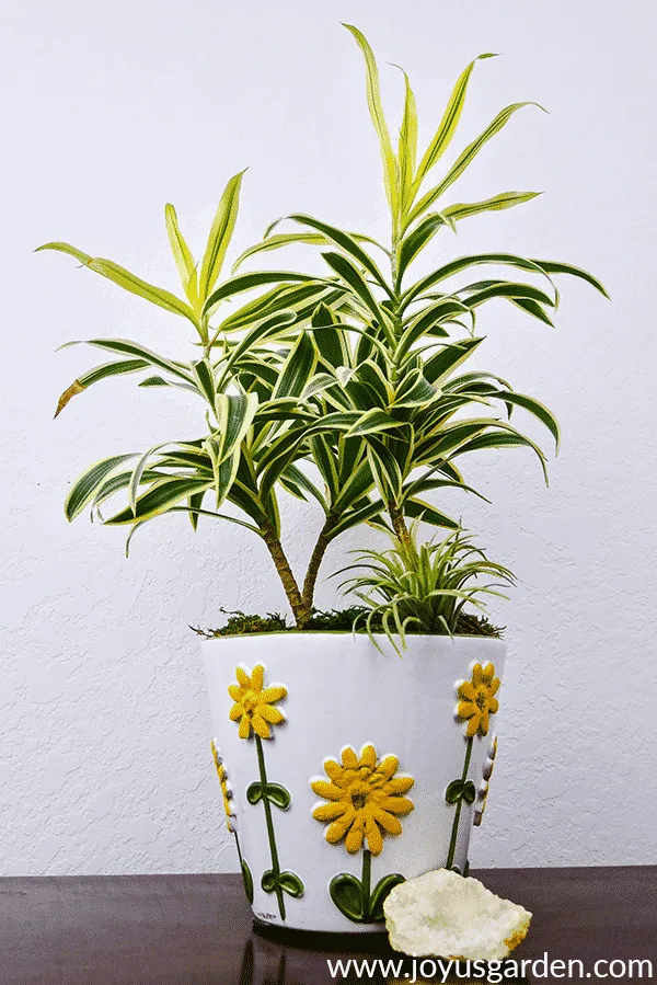 a dracaena song of india in a white ceramic pot with yellow flowers sits on a table next to a crystal geode