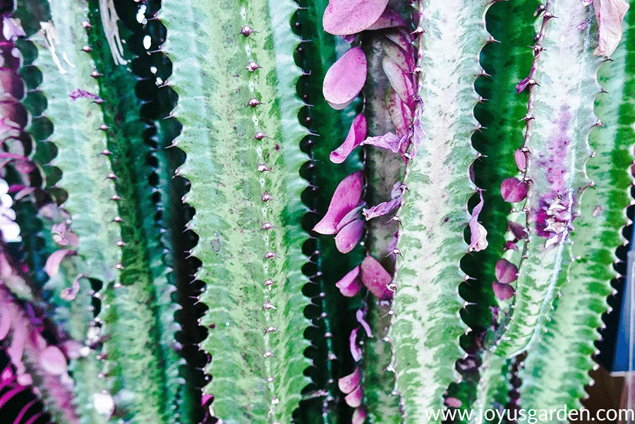 close up of the tiny thorns of an euphorbia trigona rubra