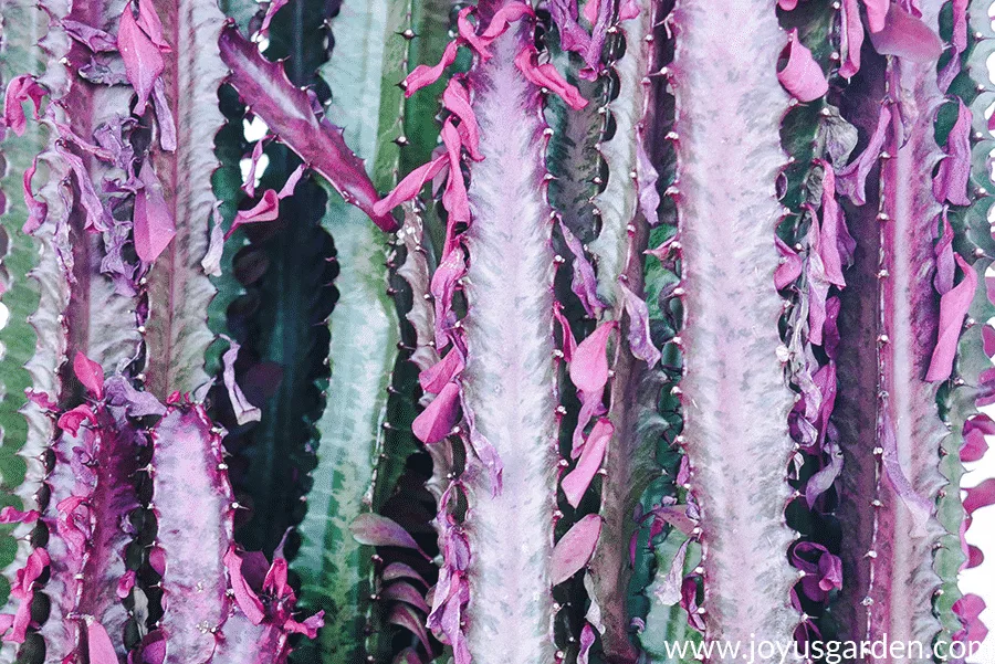 close up of a euphorbia trigona rubra that is loosing its leaves