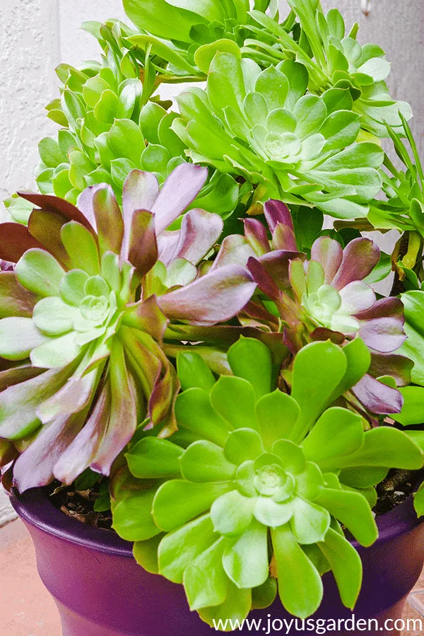 close up of large aeonium arboreums in a purple pot