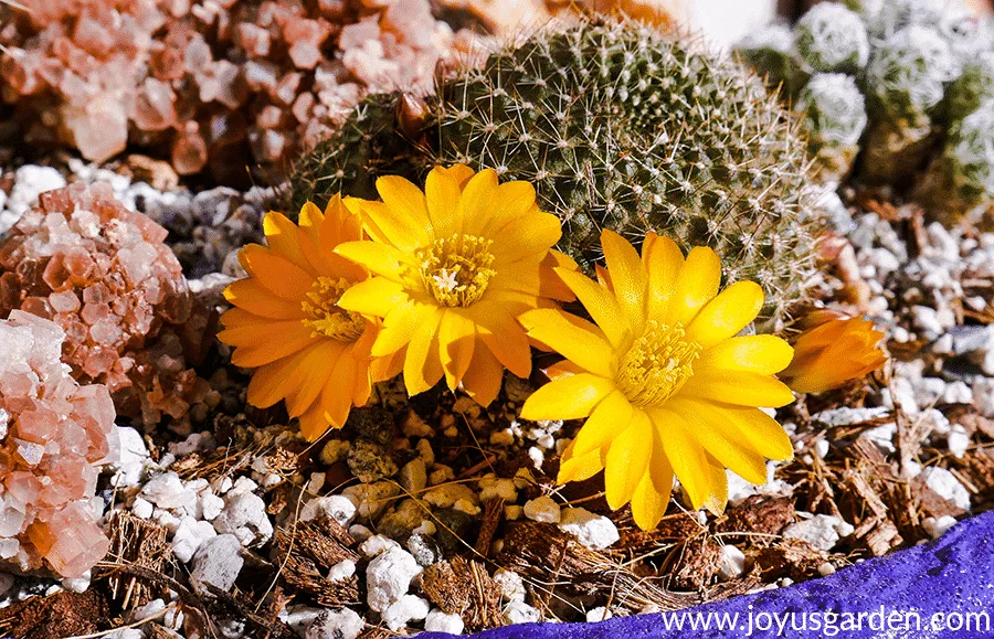 close up of a small cactus with bright yellow flowers