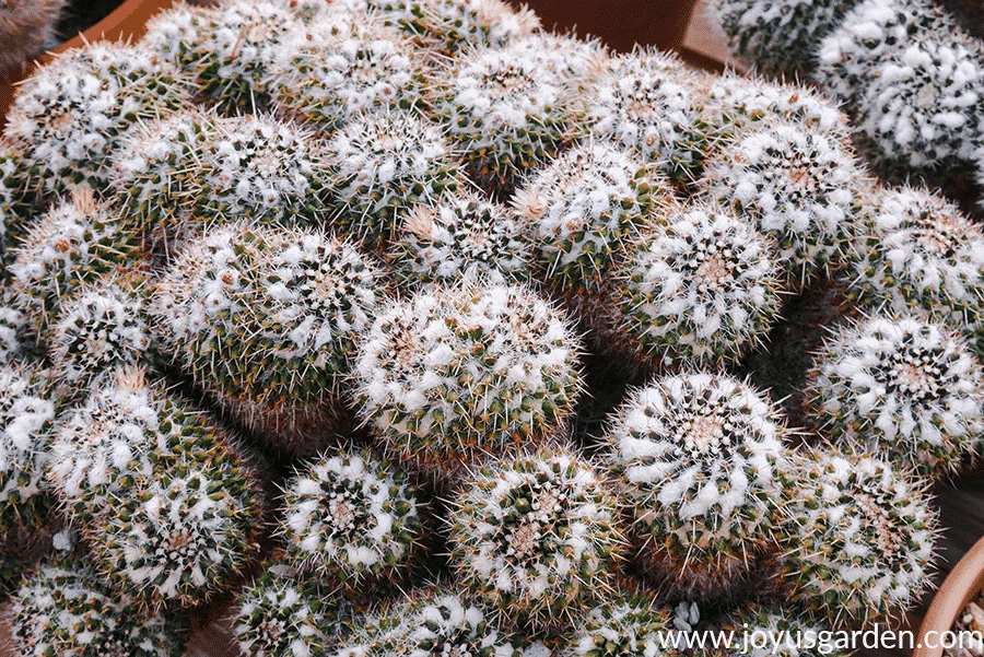 close up of a cactus bowl with white fuzzy hairs on top