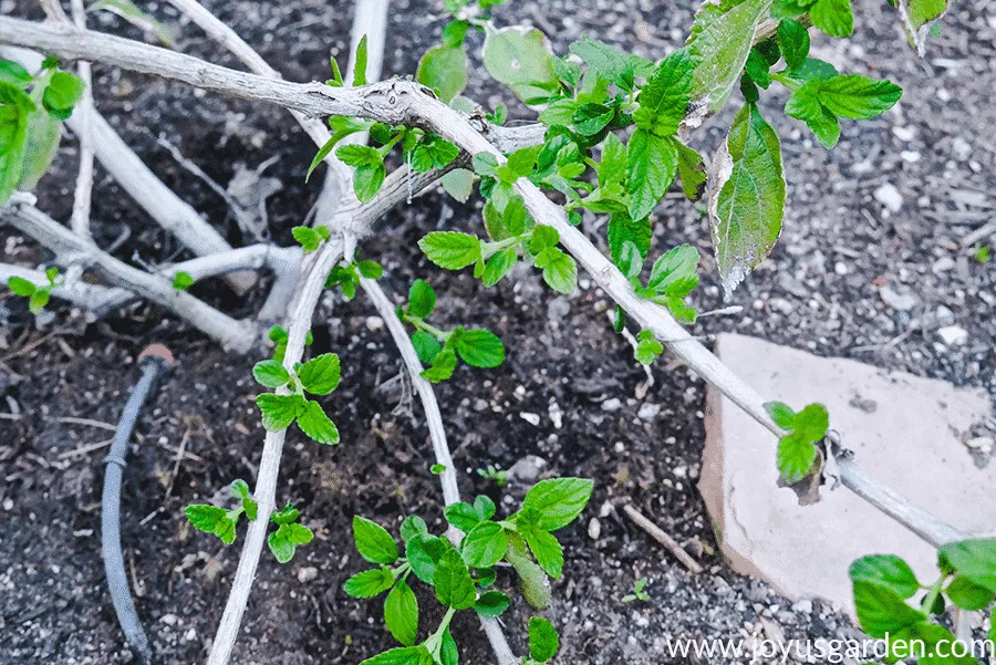 Close up of new growth on lantana dallas red in late winter/spring.