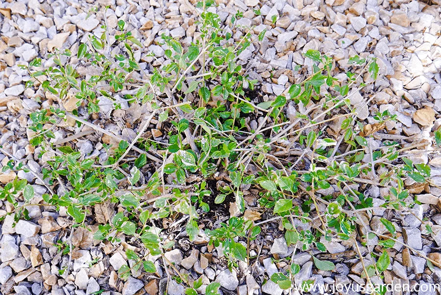 looking down on lantana new gold before its pruning in late winter/early spring