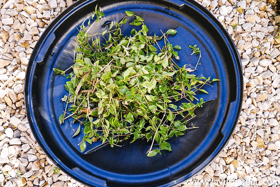 looking down on a garbage lid with clippings from lantana 