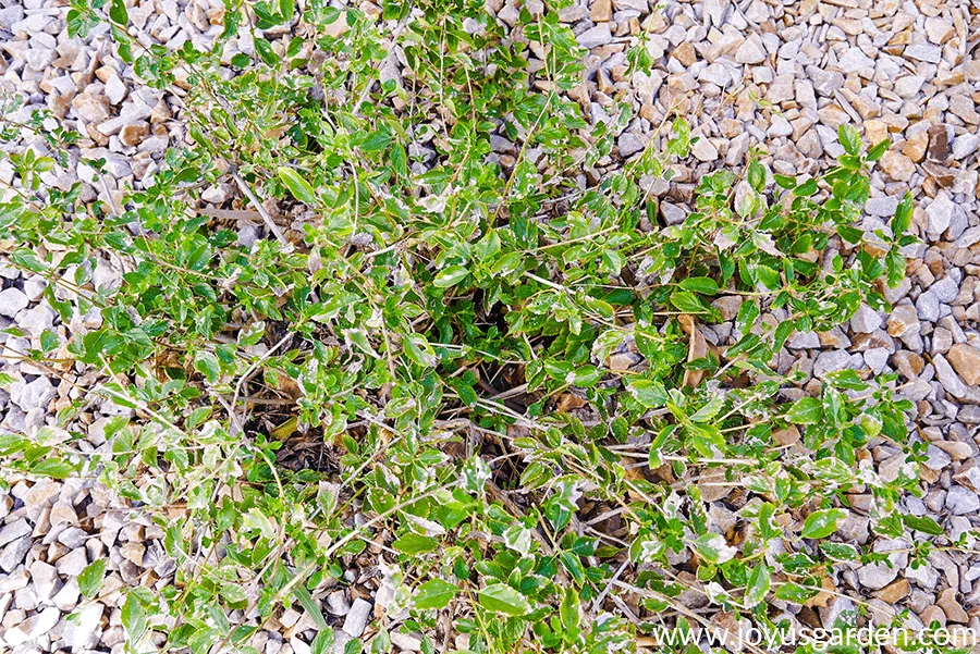 looking down on lantana new gold before pruning in late winter/early spring