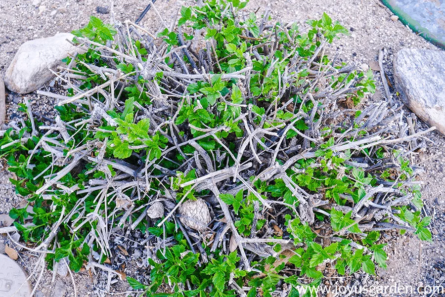 looking down on a lantana plant with lots of sticky stems which has been severely pruned