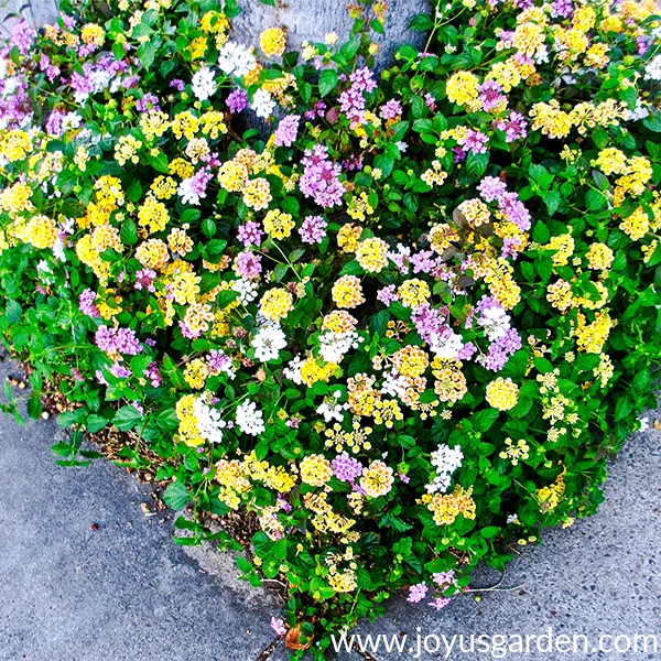 Close up of a mixture of yellow, lavender & white low growing lantana.