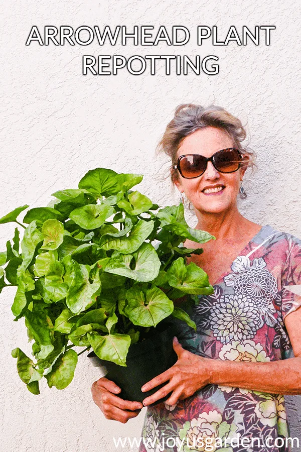 nell foster of joy us garden is holding an arrowhead plant the text reads arrowhead plant repotting