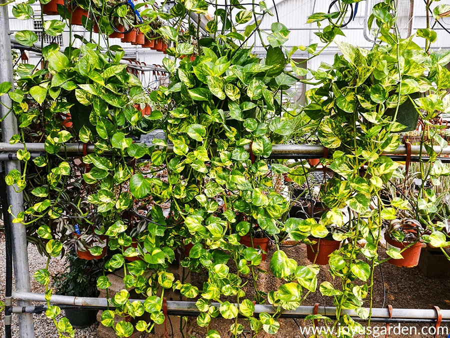 3 hanging golden pothos plants with long trails