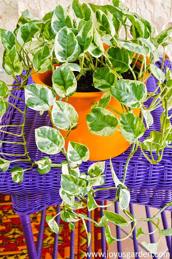 close up of an N Joy pothos plant in a bright yellow pot on a purple table