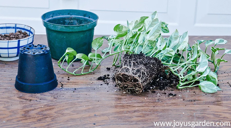 the exposed root ball of a pothos n joy on a work table next to grow pots & a small bowl with potting soil