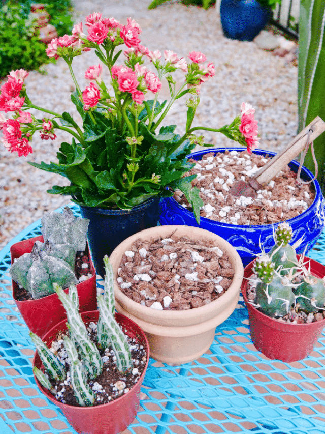 Make Your Own Cactus & Succulent Soil