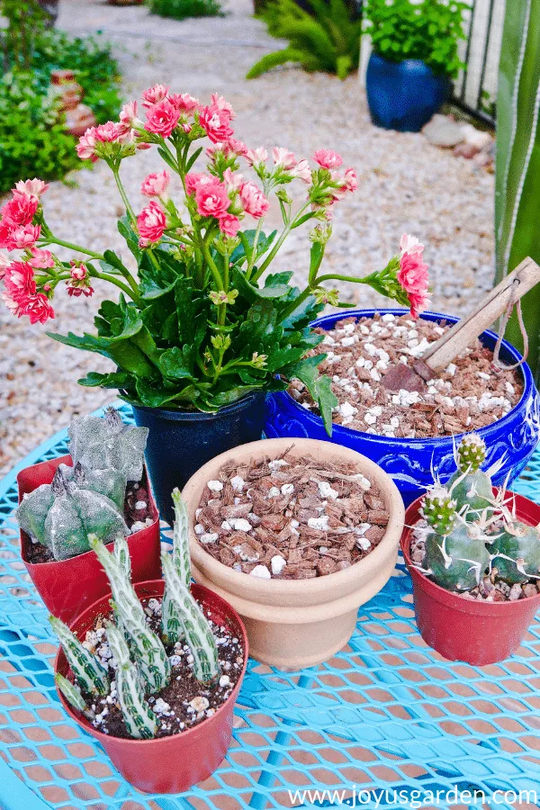 Four beautiful succulents surround 2 pots filled with diy succulent & cactus mix.