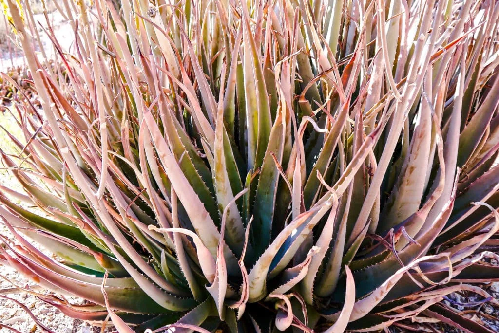 Aloe vera with orange/bronze leaves due to stress growing outdoors in the ground