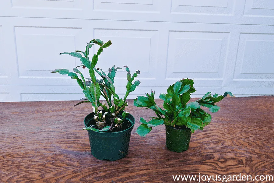 Two Christmas cacti, 1 tall & thin & the other shorter & fuller, sit in grow pots on a table