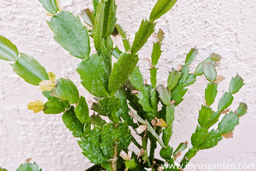 close up of new growth on a christmas cactus thanksgiving cactus