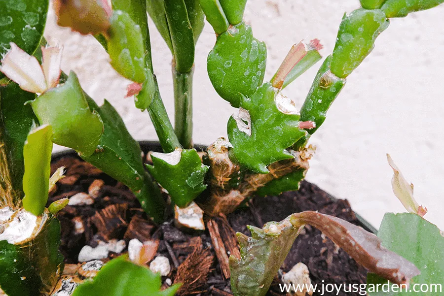 close up of new growth appearing on the chewed nubs of a christmas cactus