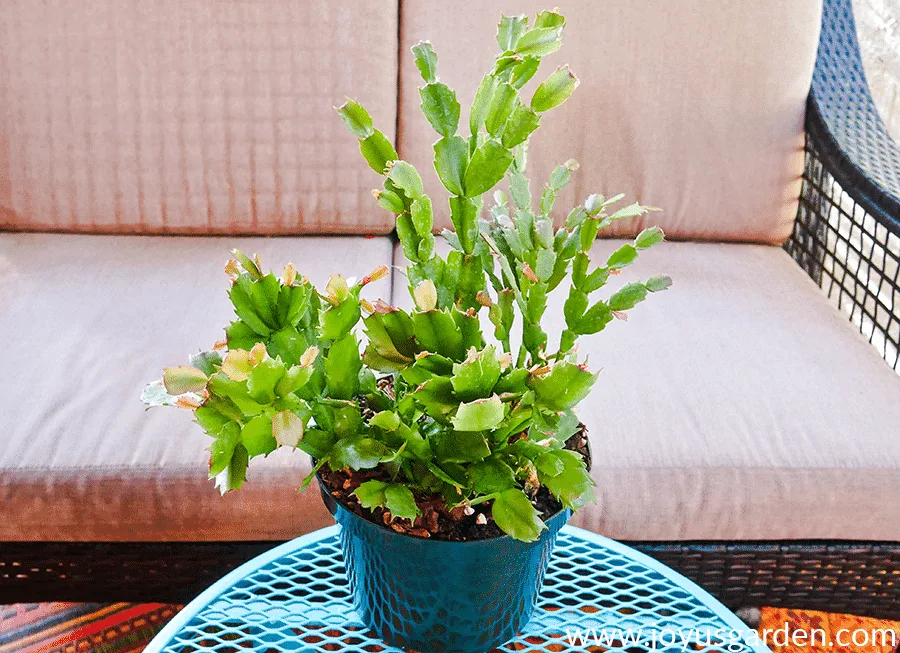 a christmas cactus in a green grow pot sits on a teal patio table