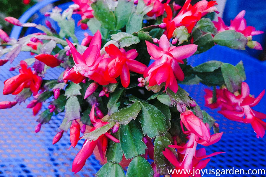 Red Christmas Cactus in bloom with many flower buds