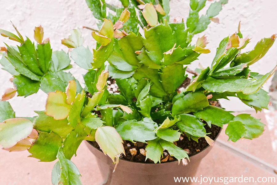 lots of new growth appearing on a christmas cactus thanksgiving cactus