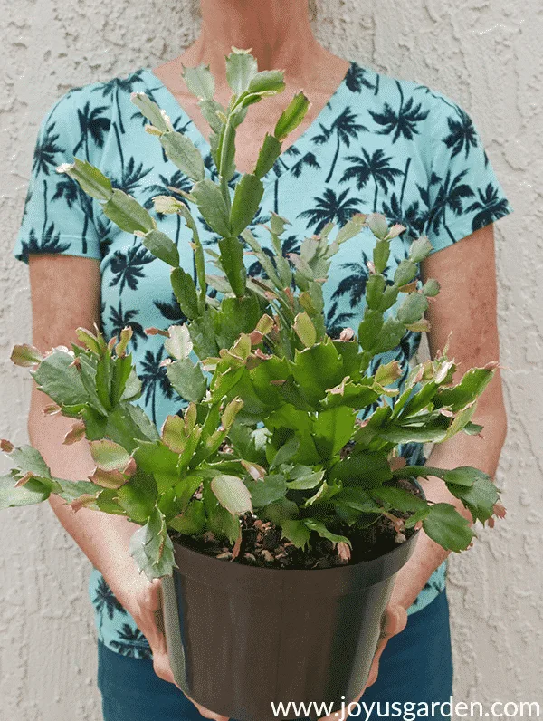 nell foster holds a christmas cactus in a green plastic grow pot