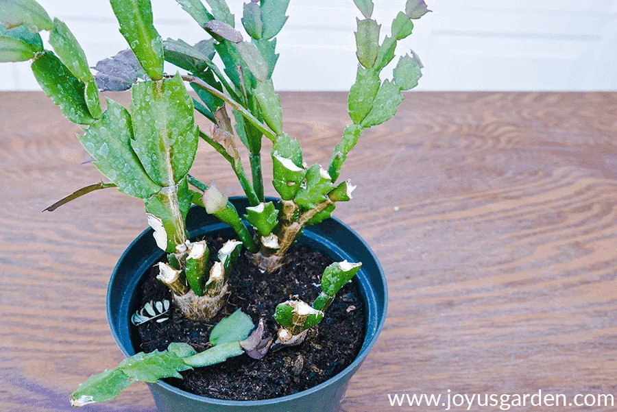 Close up of a Christmas Cactus with nubs caused by chewing pack rats